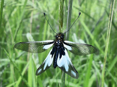 Libelloides coccajus