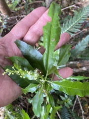 Croton verreauxii