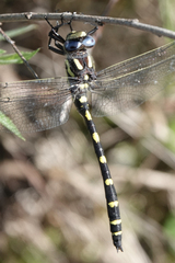 Cordulegaster dorsalis