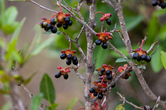 Ochna serrulata
