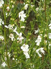 Prostanthera nivea