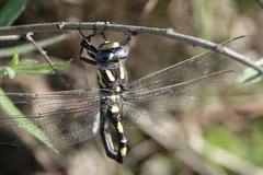 Cordulegaster dorsalis