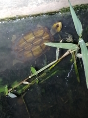 Kinosternon scorpioides