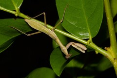 Notomantis brunneriana