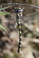 Cordulegaster dorsalis