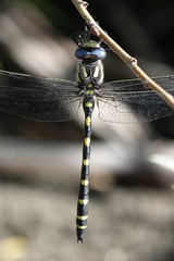 Cordulegaster dorsalis