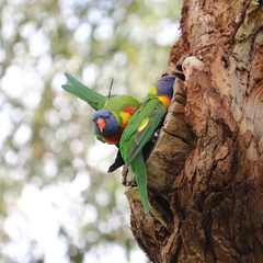Trichoglossus moluccanus moluccanus