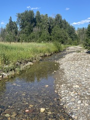 Cordulegaster dorsalis