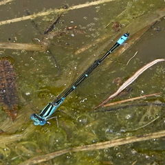 Austroagrion watsoni