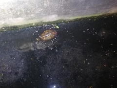 Kinosternon scorpioides