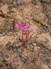 Allium acuminatum