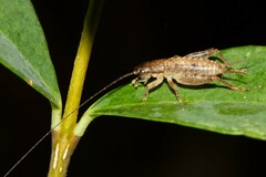 Calscirtus