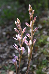 Limodorum trabutianum