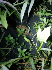 Kinosternon scorpioides