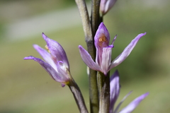 Limodorum trabutianum