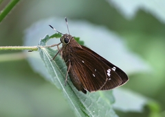 Pelopidas assamensis
