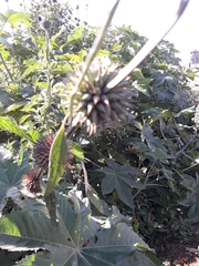 Leonotis nepetifolia