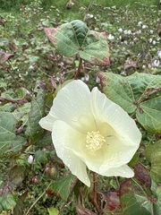 Gossypium herbaceum