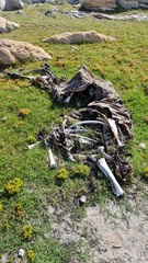 Damaliscus pygargus pygargus