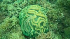Lobophyllia
