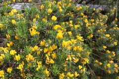 Genista linifolia