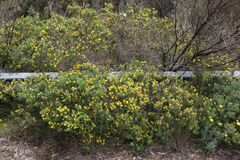 Genista linifolia