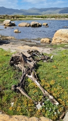 Damaliscus pygargus pygargus