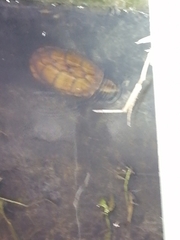 Kinosternon scorpioides