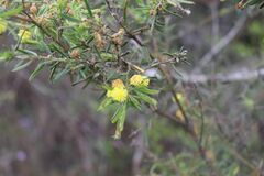 Acacia aspera