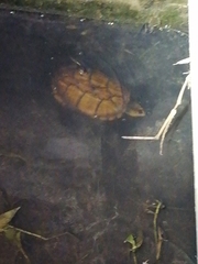 Kinosternon scorpioides