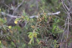 Acacia aspera