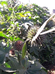 Leonotis nepetifolia