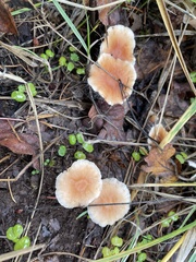 Gymnopus brassicolens