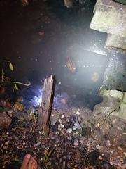 Kinosternon scorpioides