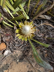 Protea scolopendriifolia