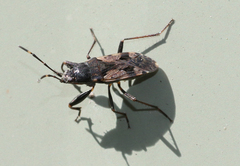Euander lacertosus