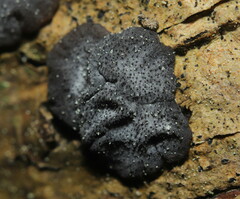 Exidia novozealandica
