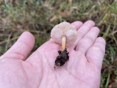 Gymnopus brassicolens