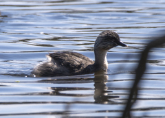 Poliocephalus poliocephalus