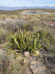 Protea scolopendriifolia