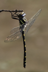 Cordulegaster dorsalis