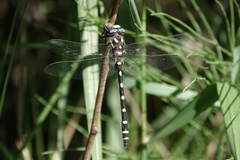 Cordulegaster dorsalis