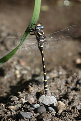 Cordulegaster dorsalis