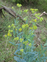 Senecio odoratus