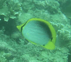 Chaetodon melannotus