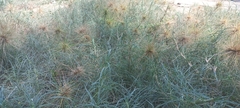 Spinifex