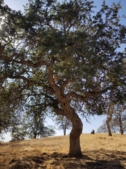 Quercus