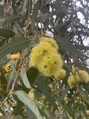 Eucalypteae