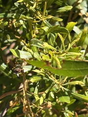 Chrysoperla