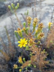 Deinandra minthornii